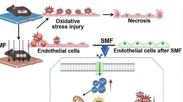 外科夢工場取得喜人新突破 靜磁場可有效預防靜脈血栓