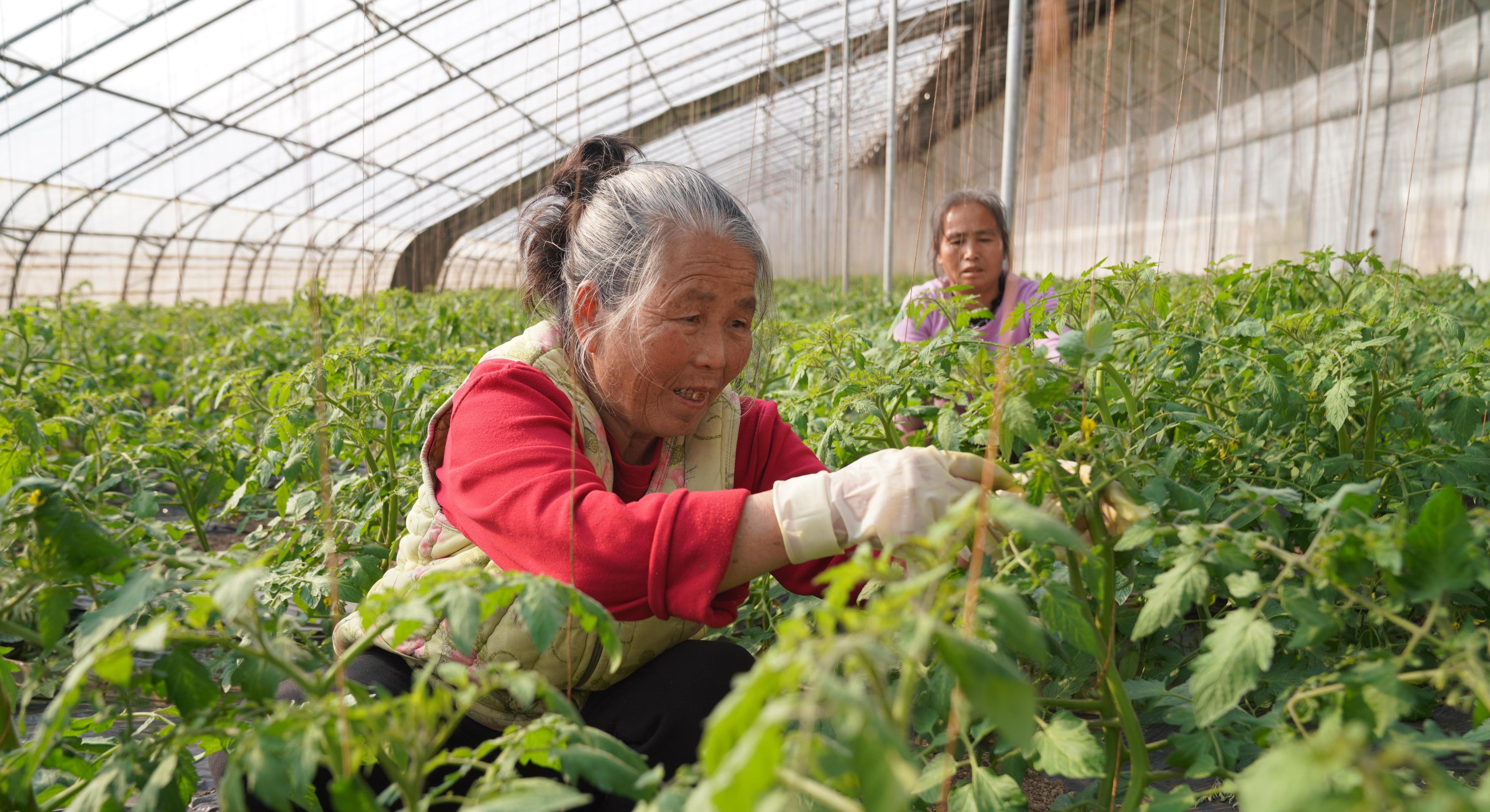 臨潼區雨金街道走出特色鄉村振興路