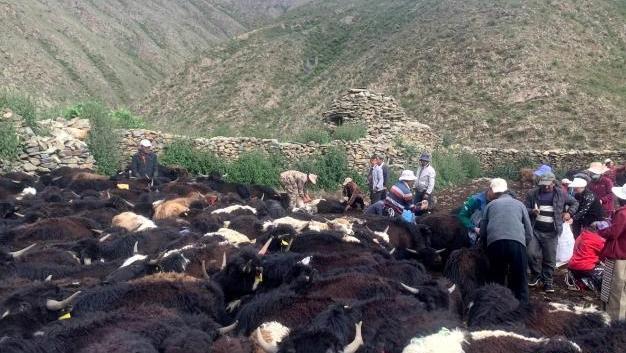 西藏瓊結(jié)特日村：集體經(jīng)濟(jì)分紅日 高原“暖冬”唱牧歌