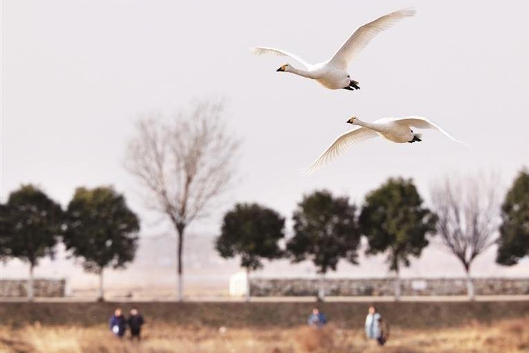 飞羽翩翩入画来