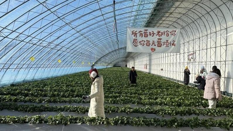 新疆的冬天亚克西丨从雪场滑到大棚，奔赴乌鲁木齐县的“莓”好暖冬