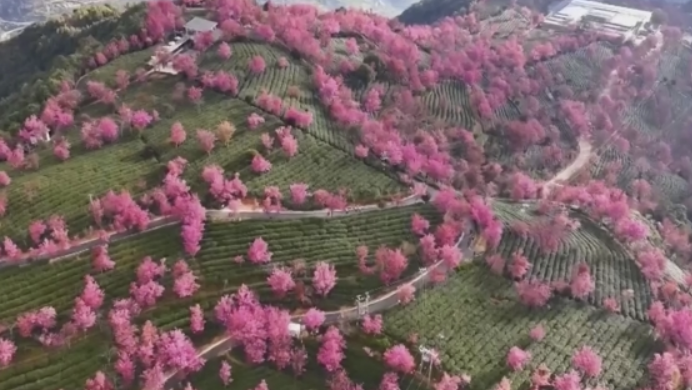 北赏冰雪、南观花开！元旦假期临近旅游市场升温 各地特色文旅点燃冬日消费新热点