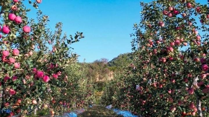 旬邑县城关街道五年耕耘让“硕果结满枝头”