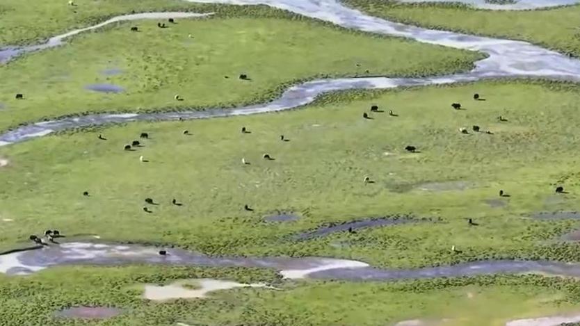 “十四五”时期我国草原生态得到全面改善