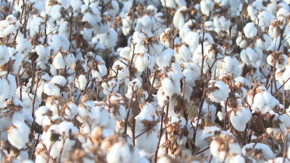 新疆棉花产量首次突破600万吨