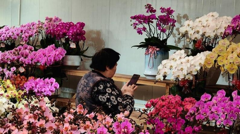 蜡梅、蝴蝶兰、水仙……古城西安冬日“花样”生暖意