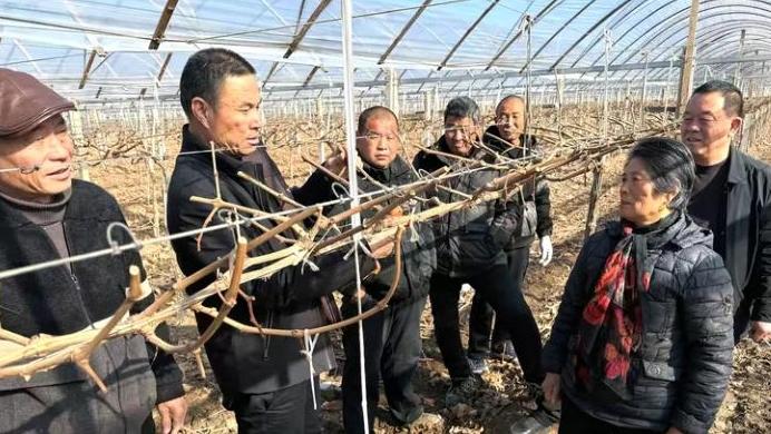 萬畝葡萄棚里冬日忙