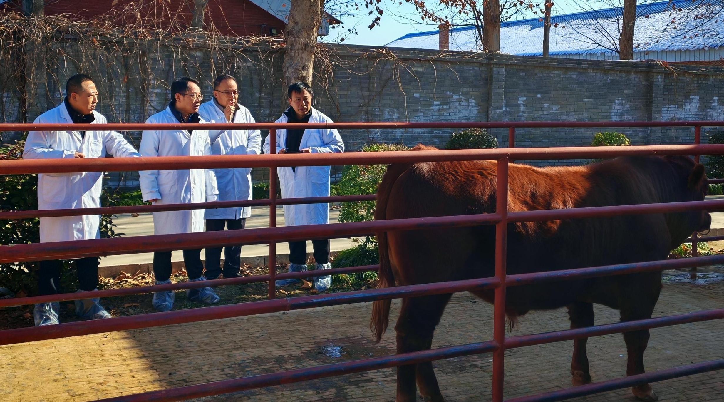 國省技術(shù)體系聯(lián)動賦能秦川牛供港 打造高端牛肉新標(biāo)桿