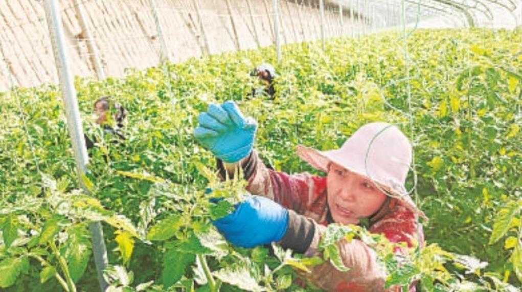 “泾阳番茄匠”成为就业增收“顶梁柱”
