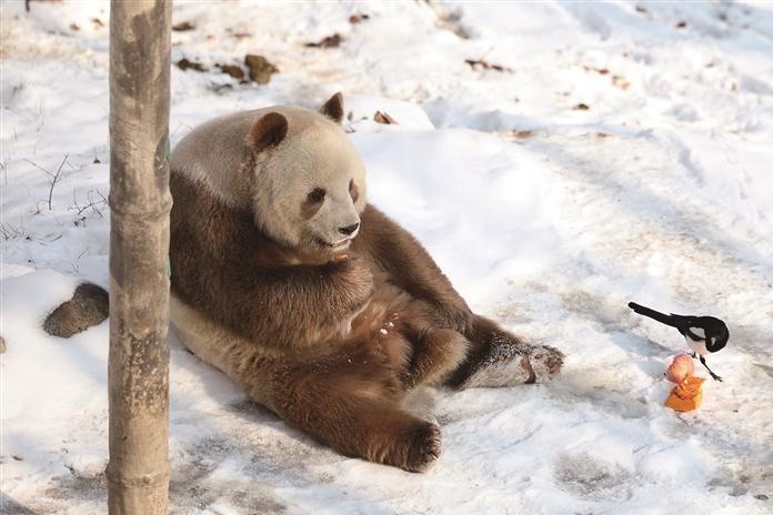 “七仔”雪地撒歡