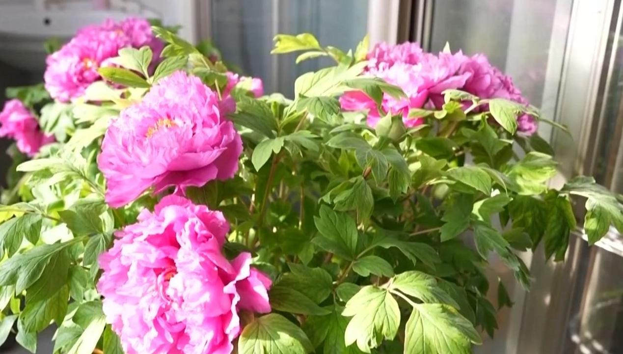 視頻丨國色“添香” 牡丹花成村民“致富花”