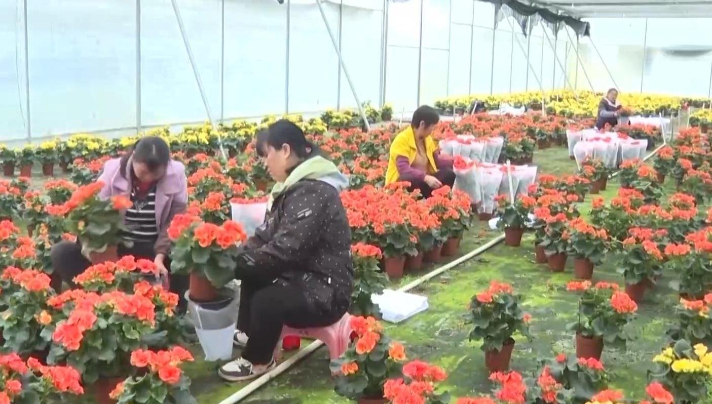 視頻丨春節臨近各地年宵花熱銷 你最喜歡哪一款？