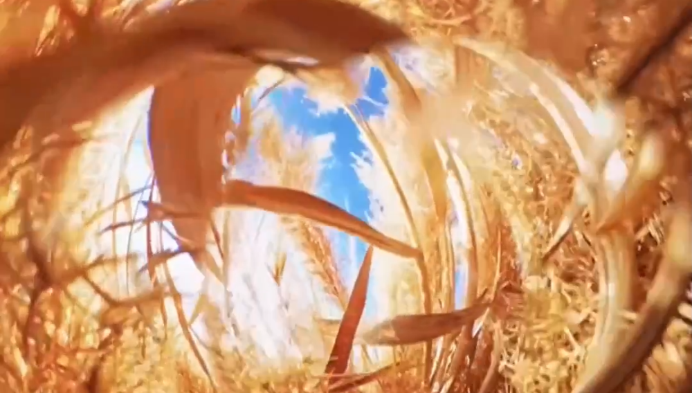 塔克拉瑪干的“治沙寶貝”：一束蘆葦的力量