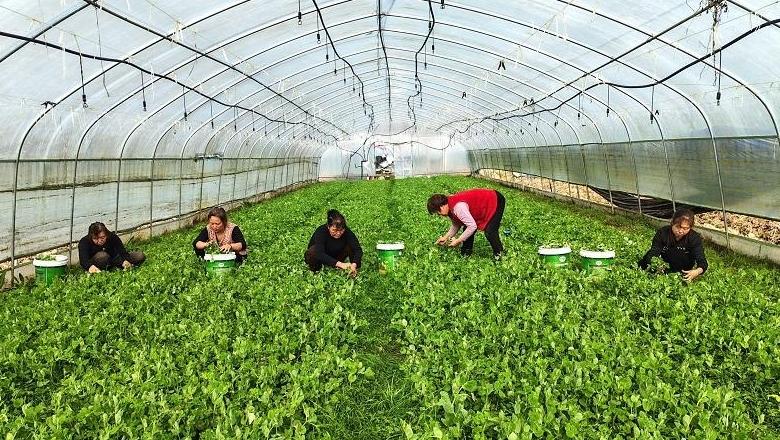 南鄭：大棚鮮蔬讓群眾的冬季“菜籃子”拎得穩(wěn)更安心