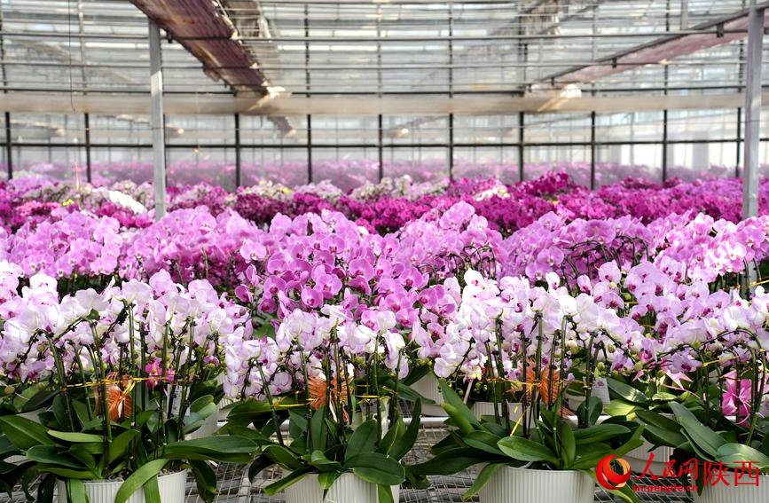 陜西西安：“花”樣春節年味兒漸濃