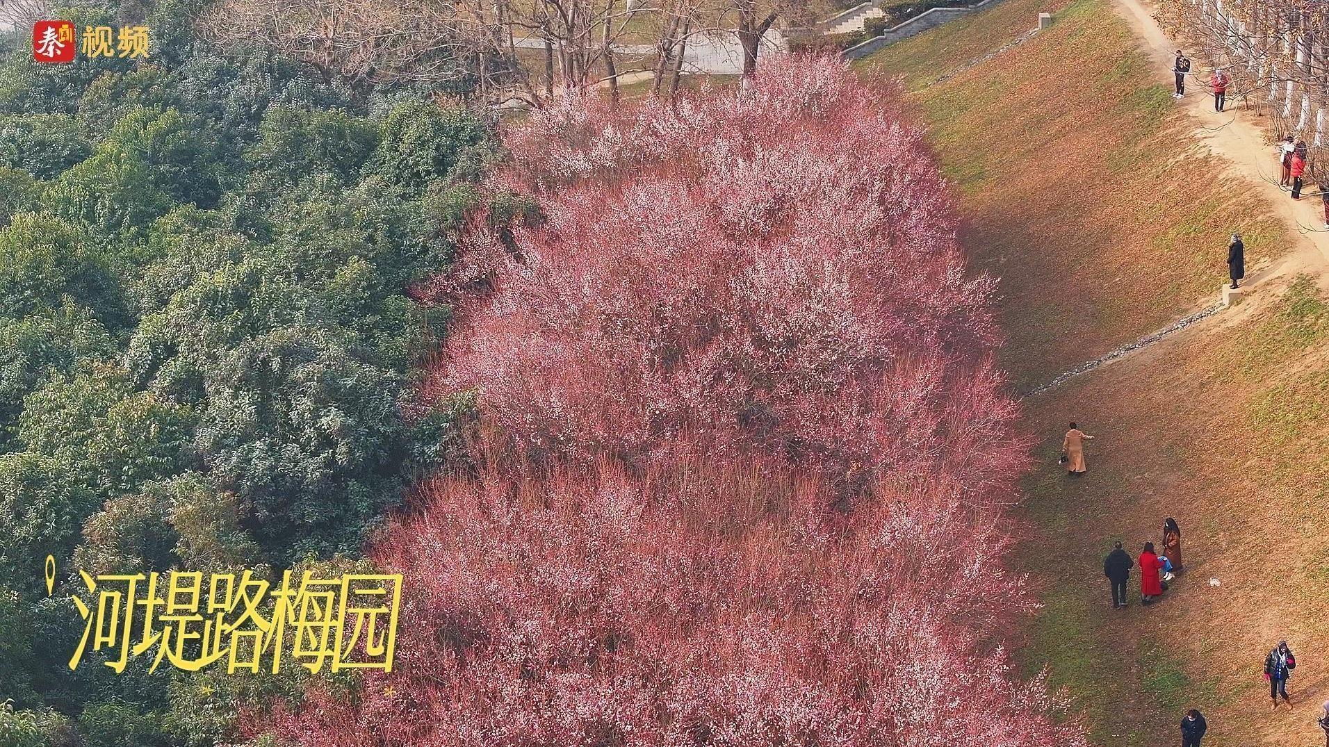 河堤路的梅花开了 冬日出游好去处！