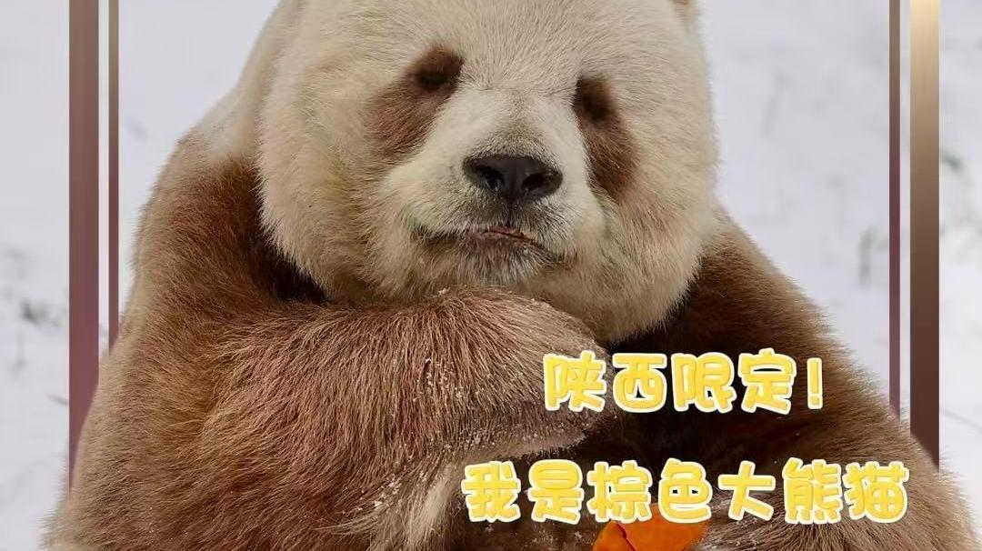 Shaanxi Only! I'm a Brown Panda 陕西限定！我是棕色大熊猫