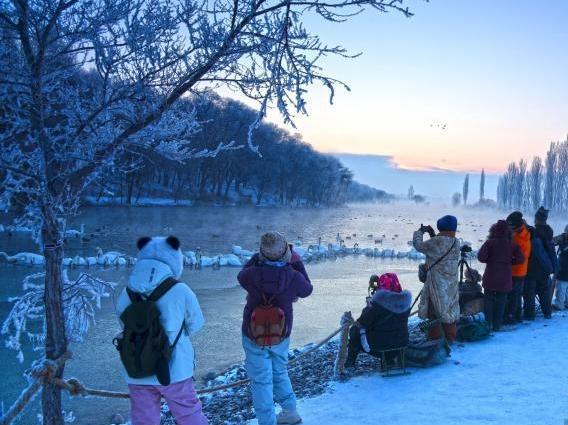 “天鵝越冬”何以成新疆冬季旅游新景？
