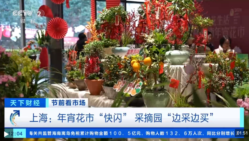 視頻丨“邊采邊買”！馬年春節儀式感從逛花市開始