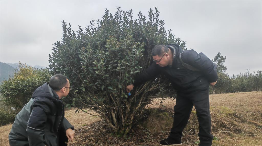 “中國苔茶之鄉”何以實現“古樹生金”