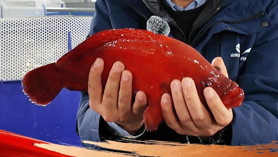 新春走基層丨北緯37度游來兩條熱帶紅魚