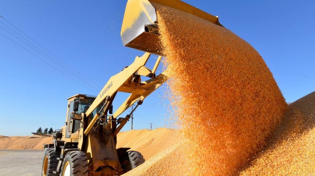 好評(píng)中國(guó)丨以人才“蓄水池”激活鄉(xiāng)村振興新動(dòng)能