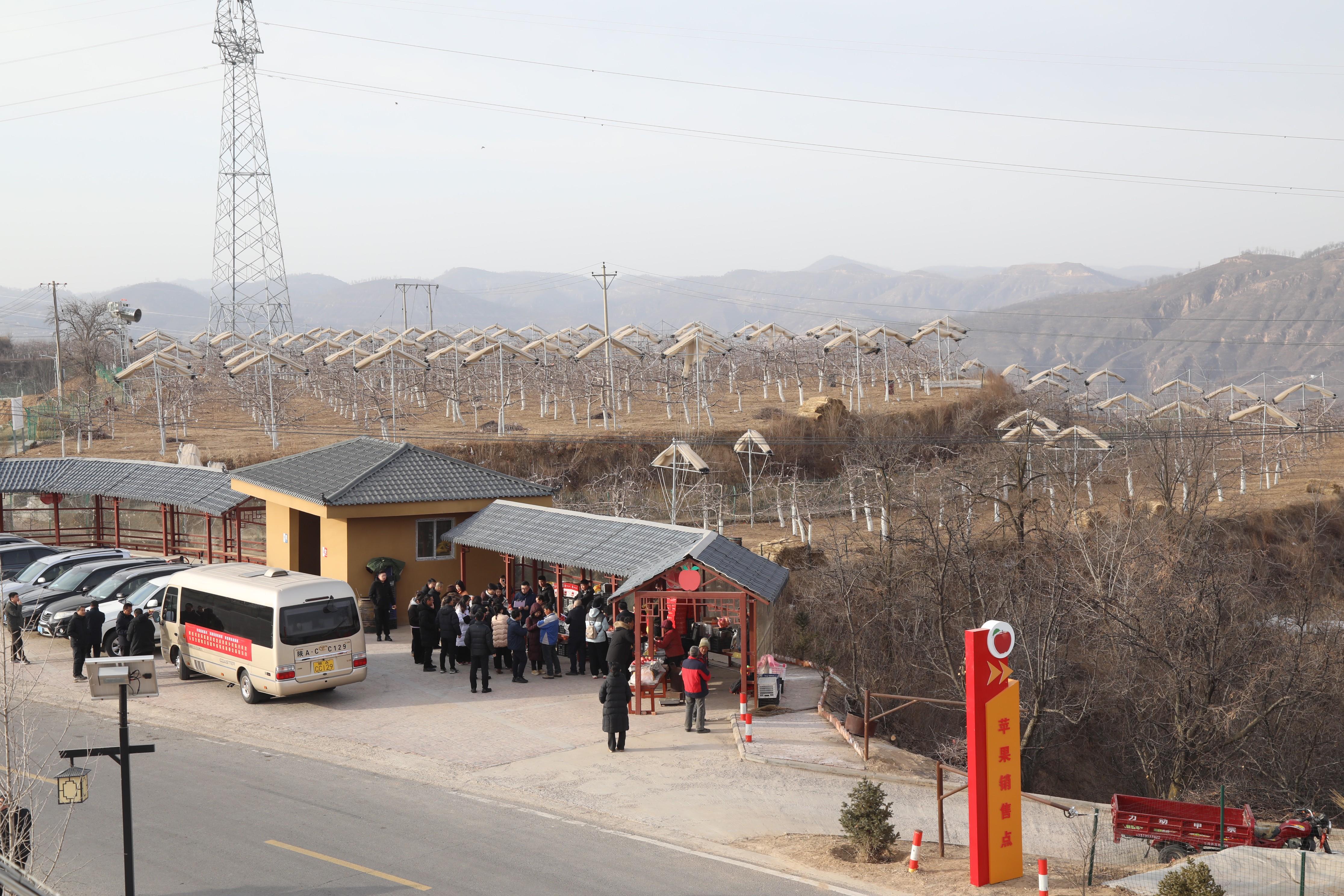 紅色故里果飄香 子長(zhǎng)蘋(píng)果產(chǎn)業(yè)繪就鄉(xiāng)村振興新圖景