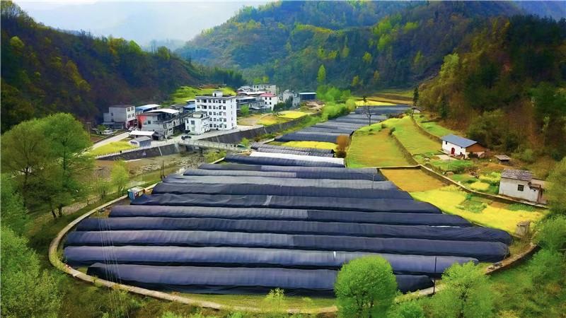 新春走基層 | 泥土里的新希望