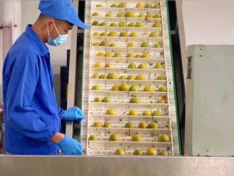 新华视点｜西部特色产业：串起经济“珍珠链”，点亮振兴“满天星”