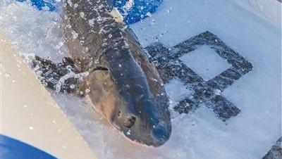 从不足1%到12.2%！中华鲟入海率背后的守护接力