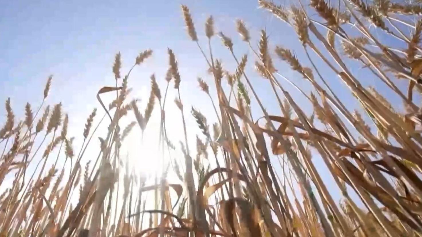 新闻周刊丨未来十年，中国农村的现代化将如何实现？