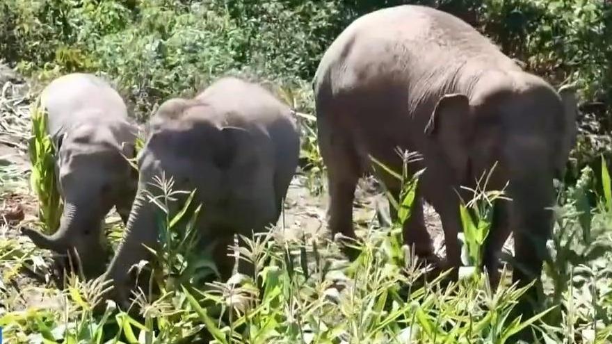 新春走基层丨守护人与象之间的安全线 雨林“追象人”的新愿景