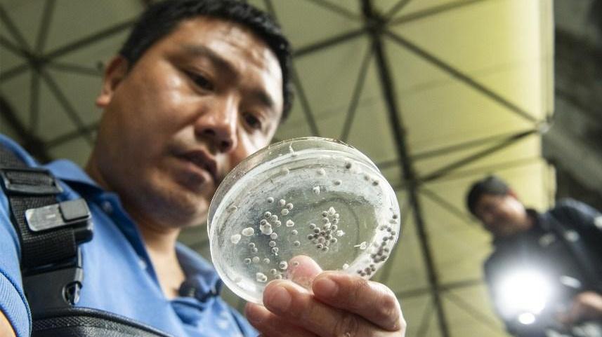 新春走基层｜我在长江边上养鱼苗