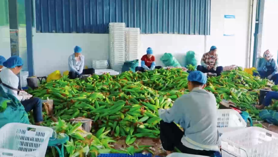 从“边陲山货”到“全球商品”，深山小玉米借“链”挺进大市场