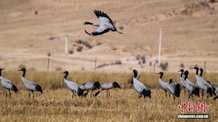 【新春见闻】西藏林周农民守护“吉祥鸟”黑颈鹤越冬记