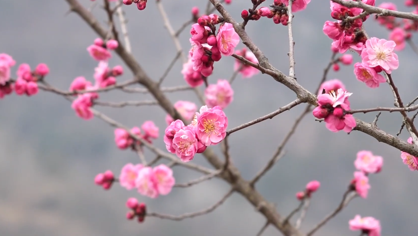 陕西平利：茶山梅花开 春景迎客来