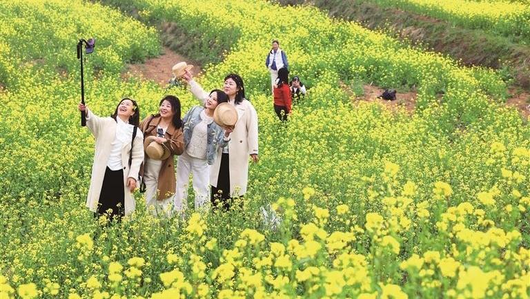 油菜花开满地金