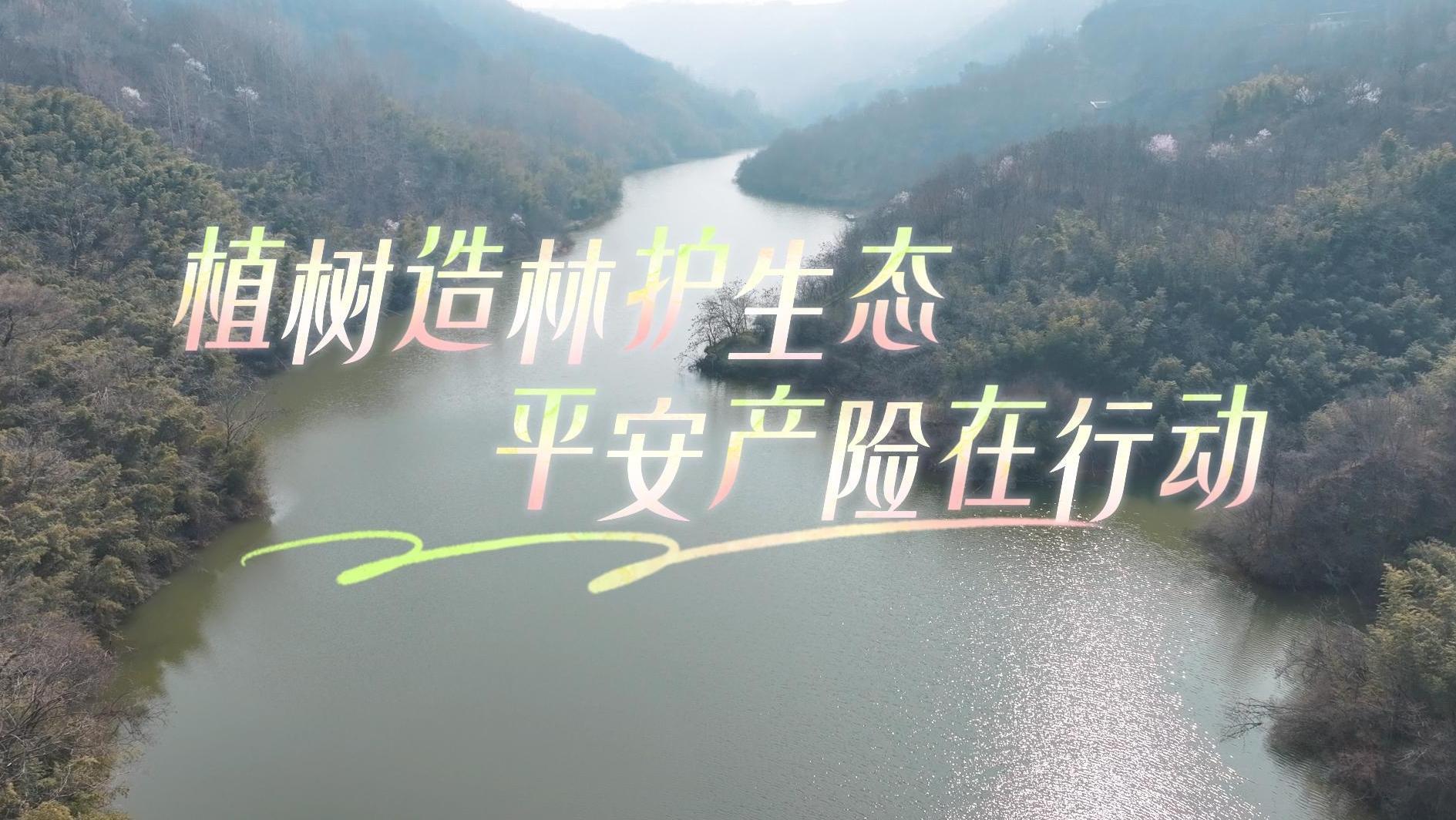植树造林护生态 平安产险在行动