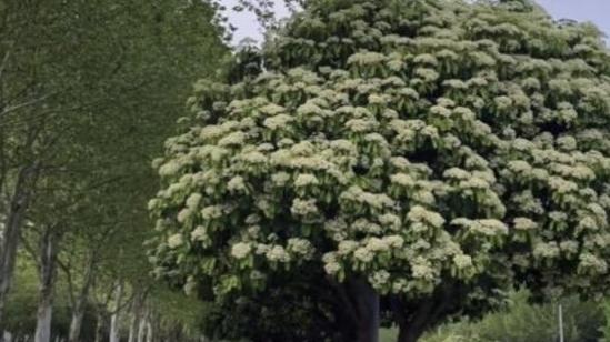 西安发布致敏性园林植物科普宣传册：科学应对植物致敏，共建生态宜居家园