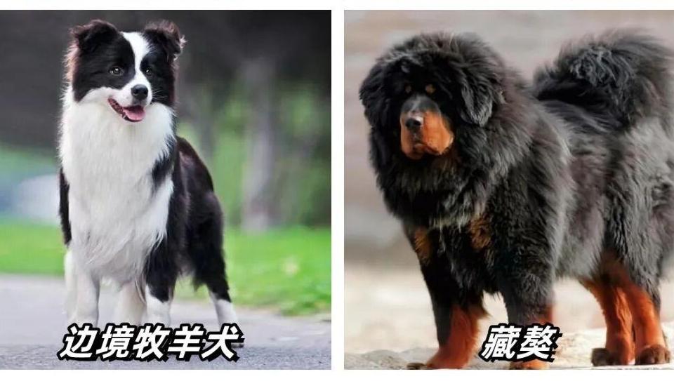 有照片有电话请保存丨西安长安警方向市民分享长安区限养犬种、办证流程、法律责任全指南