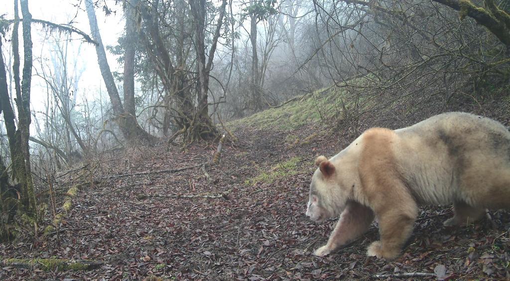 珍稀身影再度现身：全球唯一野生白色大熊猫亮相四川卧龙
