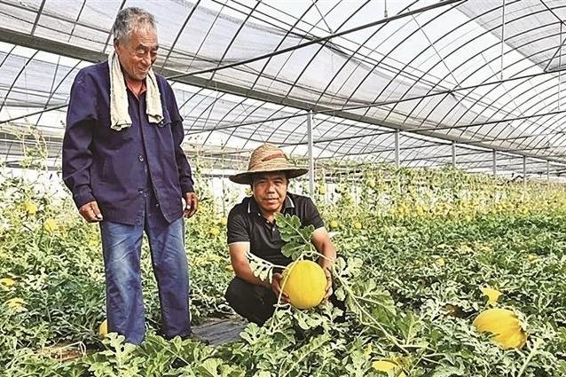 瓜果飘香  果农采摘忙