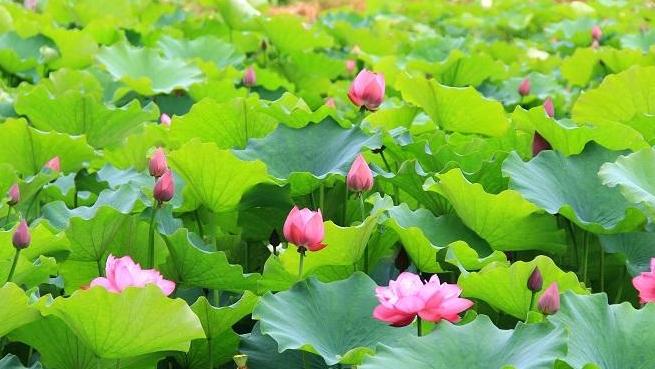汉台徐望：千亩荷花开 游人踏香来