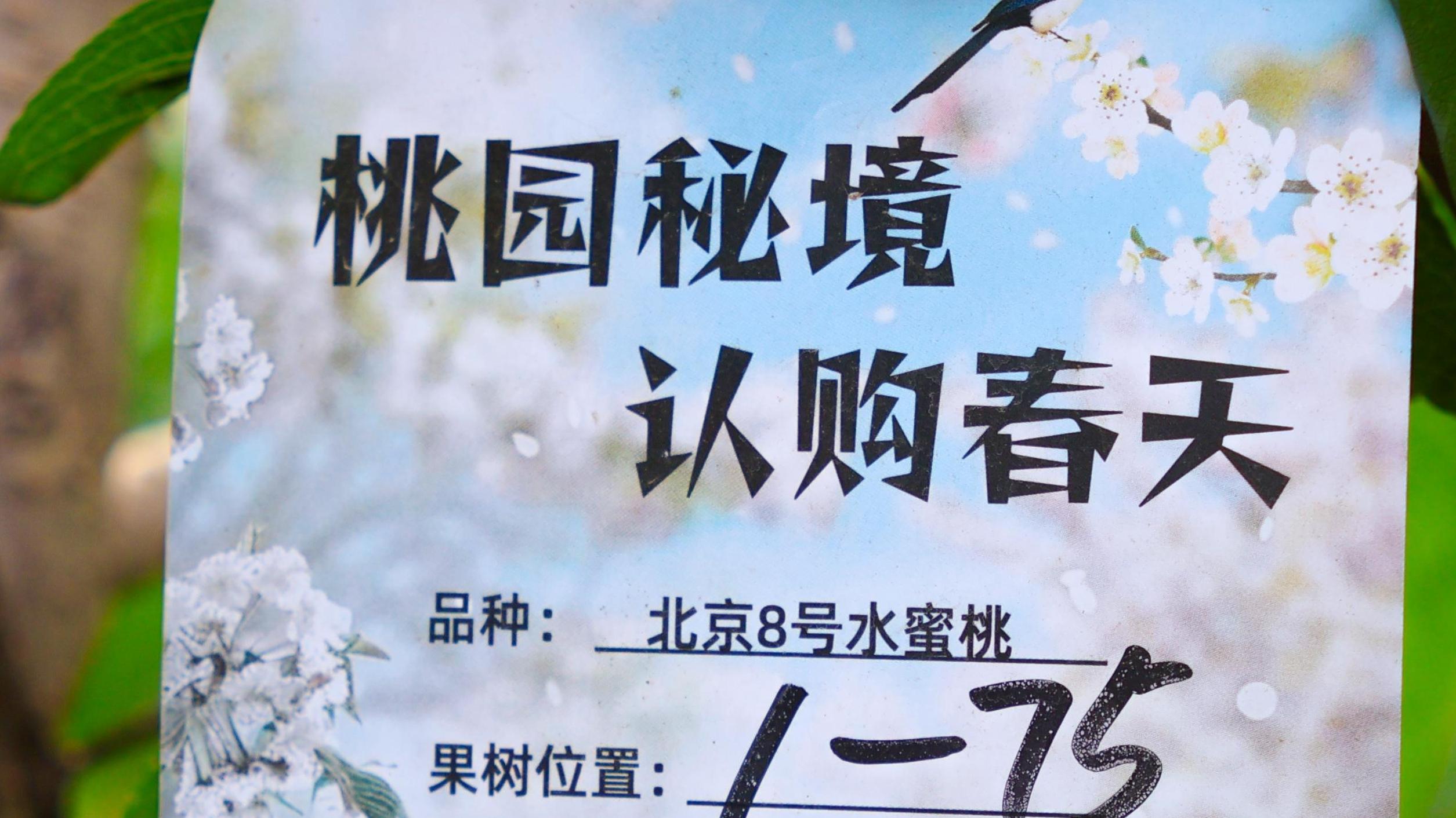 一颗水蜜桃，甜了韩家村