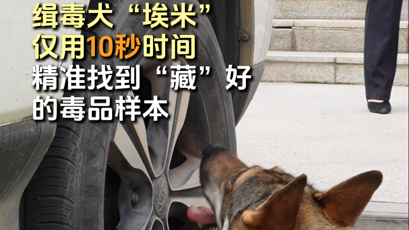 “当我坐下时，就要注意了！” 看缉毒犬10秒搜“毒”