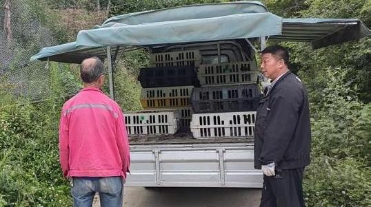 略阳县瓦房村：林下养鸡促振兴