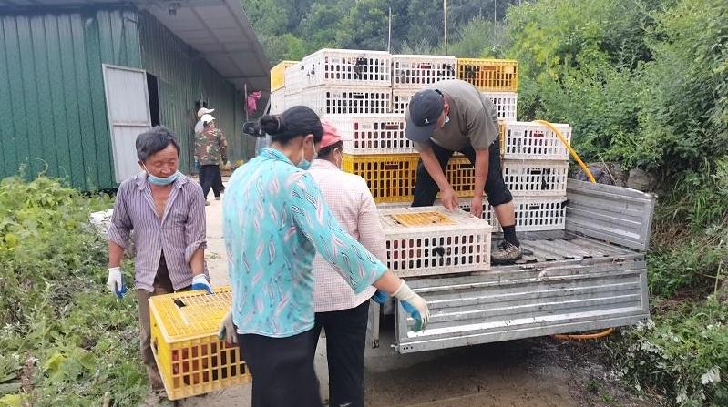 略阳县瓦房村：林下土鸡抢“鲜”出栏  消费帮扶“购”暖民心