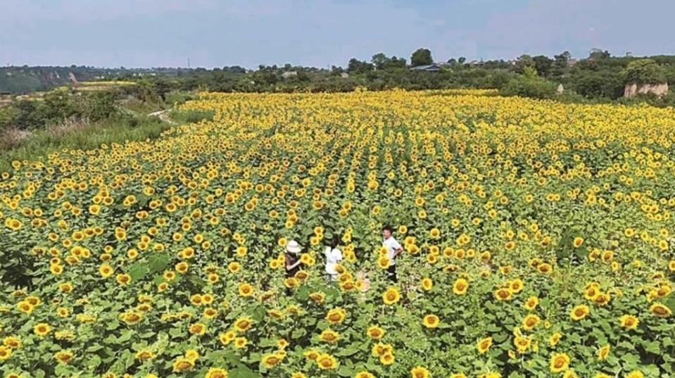 “花海经济”美了乡村富了百姓！礼泉县段胡村500余亩油葵进入盛花期