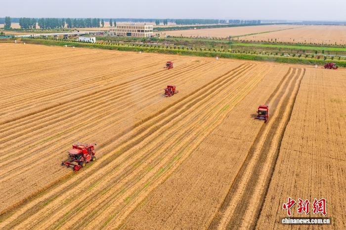 （经济观察）年中盘点：中国粮食生产经受极端天气考验
