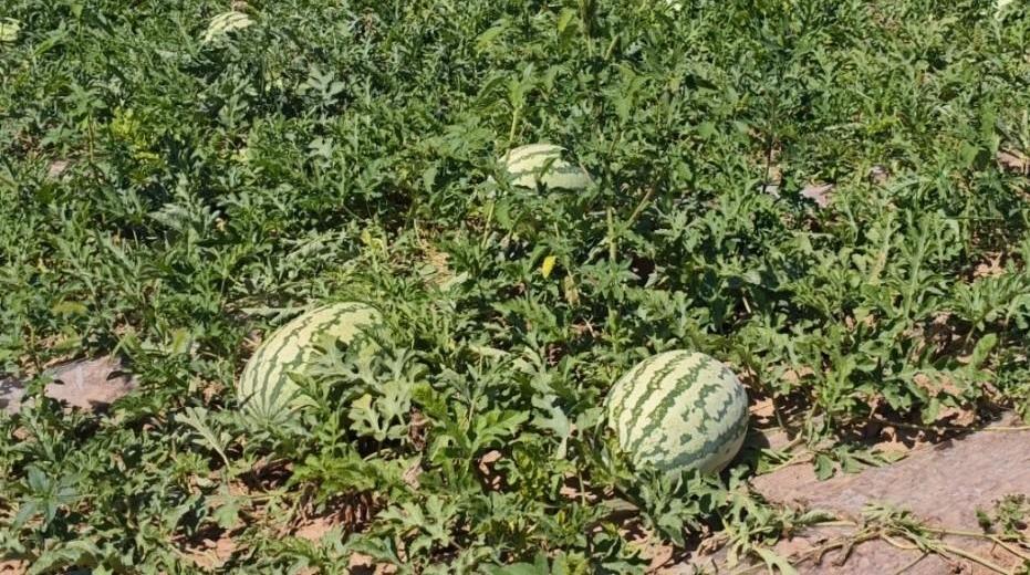 乾县梁山镇做强西瓜特色产业绘就乡村丰收画卷